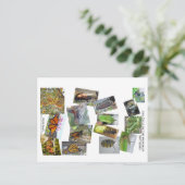 Monarchschmetterling-Lebenszyklus Postkarte (Stehend Vorderseite)
