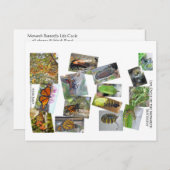 Monarchschmetterling-Lebenszyklus Postkarte (Vorne/Hinten)