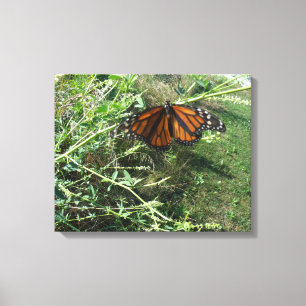 Monarchschmetterling Leinwanddruck