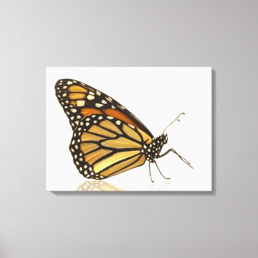 Monarchschmetterling Leinwanddruck (Vorderseite)
