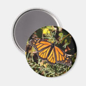 Monarchschmetterling Magnet (Vorderseite/Rückseite)