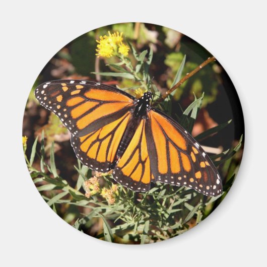 Monarchschmetterling Magnet (Vorne)
