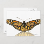 Monarchschmetterling mit ausgebreiteten Flügeln Postkarte (Vorne/Hinten)