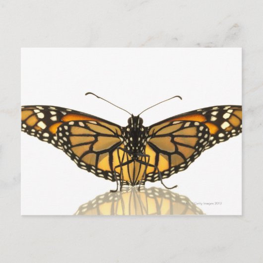 Monarchschmetterling mit ausgebreiteten Flügeln Postkarte (Vorderseite)