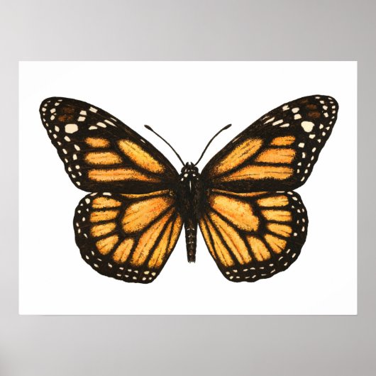 Monarchschmetterling Poster (Vorne)