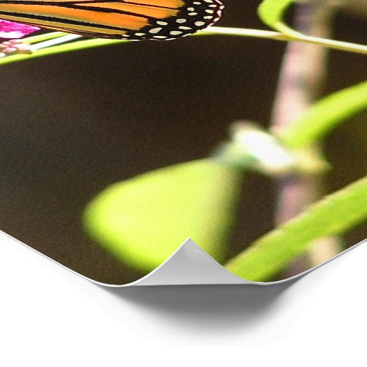 Monarchschmetterling Poster (Ecke)