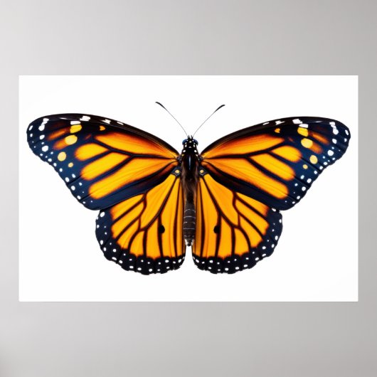 Monarchschmetterling Poster (Vorne)