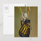 Monarchschmetterling Postkarte (Vorne/Hinten)