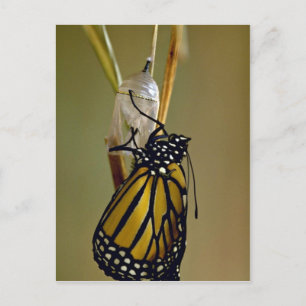 Monarchschmetterling Postkarte
