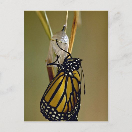 Monarchschmetterling Postkarte (Vorderseite)