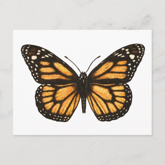 Monarchschmetterling Postkarte (Vorderseite)