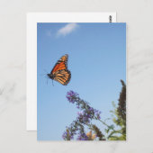 Monarchschmetterling Postkarte (Vorne/Hinten)