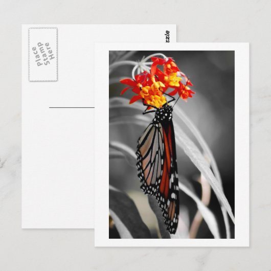 Monarchschmetterling Postkarte (Vorne/Hinten)