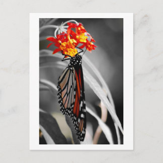 Monarchschmetterling Postkarte