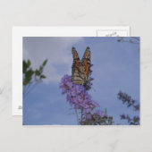 Monarchschmetterling Postkarte (Vorne/Hinten)