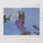 Monarchschmetterling Postkarte (Vorderseite)
