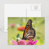 Monarchschmetterling Postkarte (Vorne/Hinten)