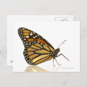 Monarchschmetterling Postkarte (Vorne/Hinten)