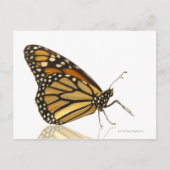 Monarchschmetterling Postkarte (Vorderseite)