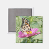 Monarchschmetterling, rosa Zinnia Magnet (Vorderseite/Rückseite)