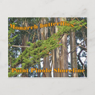 Monarchschmetterlinge am Point Pinole - Postkarte