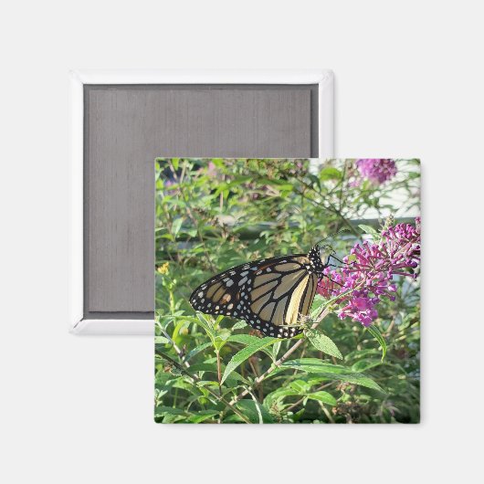 Monarchschmetterlingmagnet Magnet (Vorderseite/Rückseite)