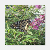 Monarchschmetterlingmagnet Magnet (Vorne)