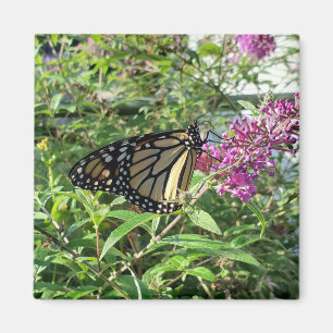 Monarchschmetterlingmagnet Magnet