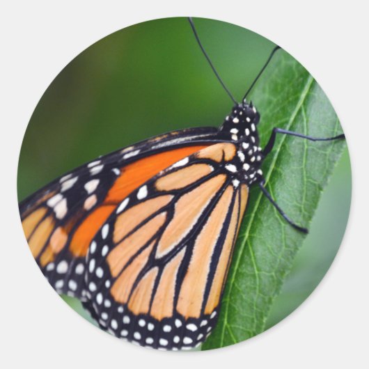 Monarchsticker Runder Aufkleber (Vorderseite)
