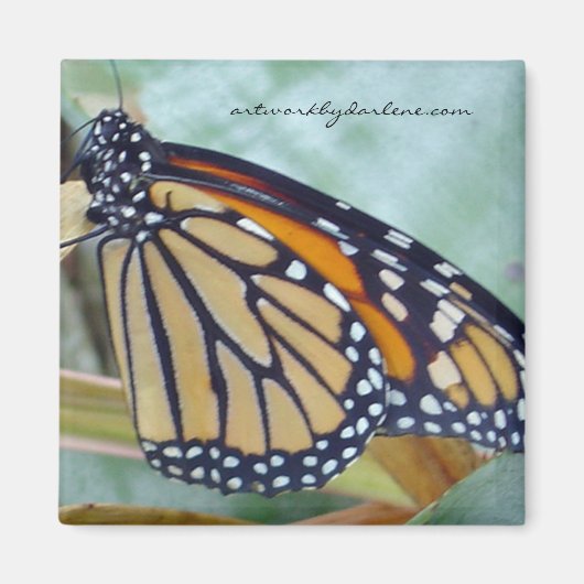 Monarkschmetterling Magnet (Vorne)