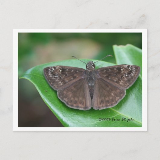 Monatliche Absichten Postkarte (Vorderseite)