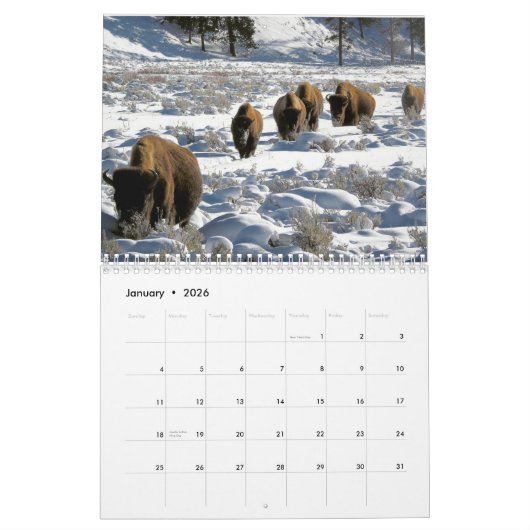 Monatlicher Bison-Kalender - Ausgabe der Nationalp Kalender (Jan 2026)