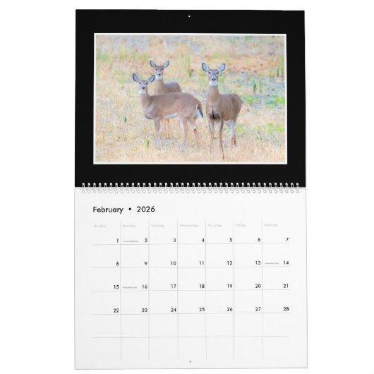 Monatskalender der Rotwild-2018 durch Thomas Kalender (Feb 2026)