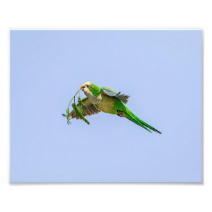 Mönch10x8 Parakeet im Rio Grande-Tal Fotodruck