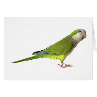 MönchParakeet