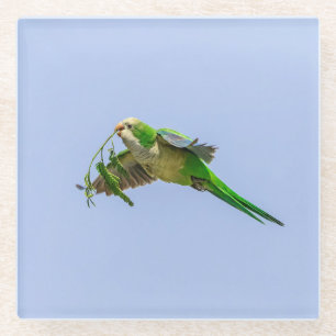 MönchParakeet im Rio Grande-Tal Glasuntersetzer