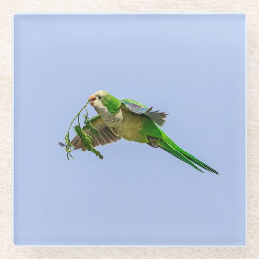 MönchParakeet im Rio Grande-Tal Glasuntersetzer (Vorderseite)