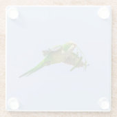 MönchParakeet im Rio Grande-Tal Glasuntersetzer (Rückseite)