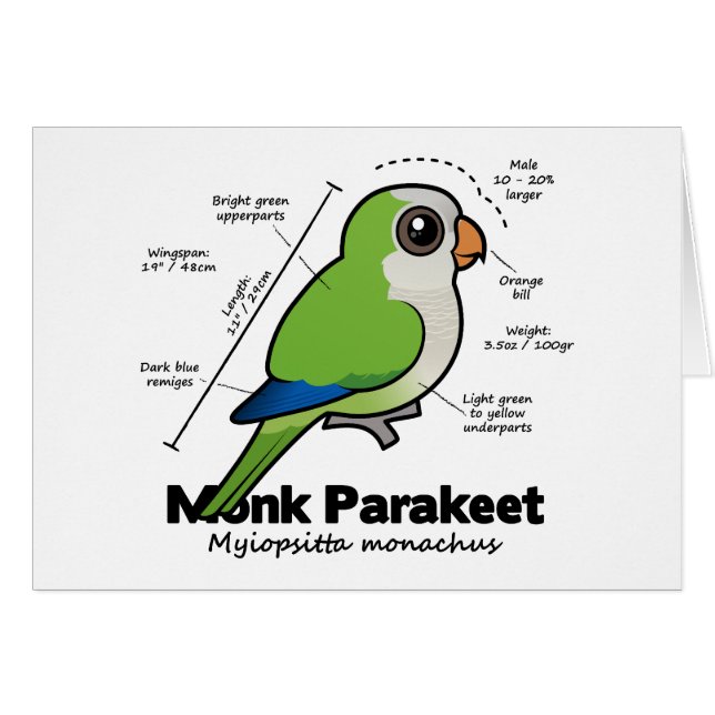 Mönchparakeet-Statistiken (Vorderseite (Horizontal))