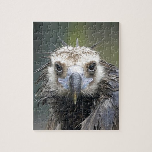 Mönchsgeier Puzzle (Vertikal)