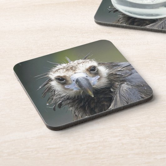 Mönchsgeier Untersetzer (Linke Seite)