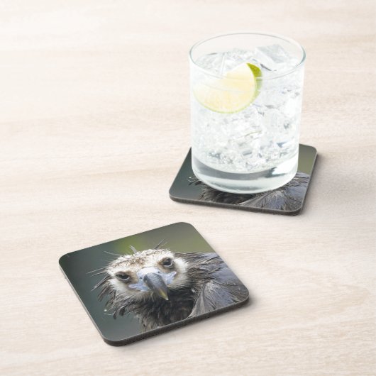 Mönchsgeier Untersetzer (Rechte Seite)