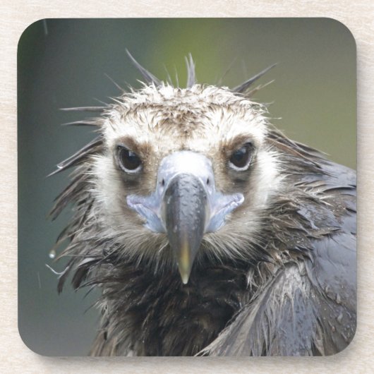 Mönchsgeier Untersetzer (Vorderseite)