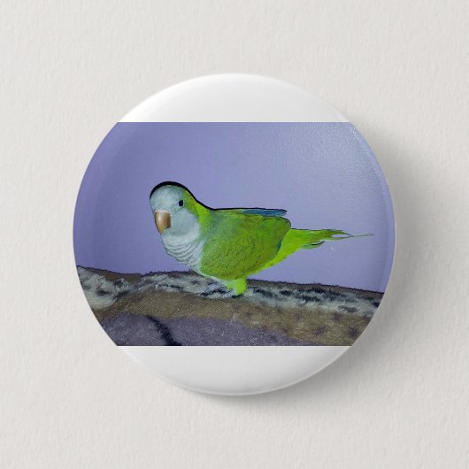 Mönchssittich Button (Vorderseite)