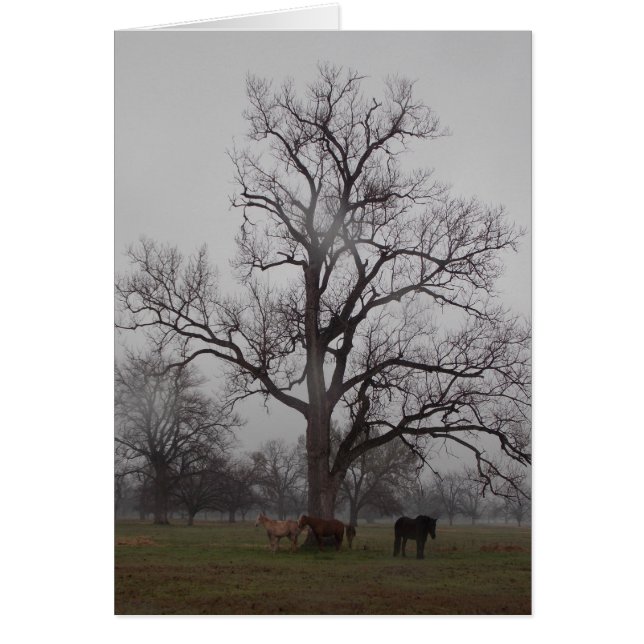 Mond-Fluss-Ranch II (Vorne)