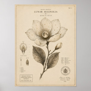 Mond-Magnolie viktorianischer botanischer Museum-D Poster