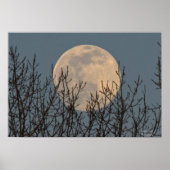Mondaufstieg über dem Baumposter Poster (Vorne)