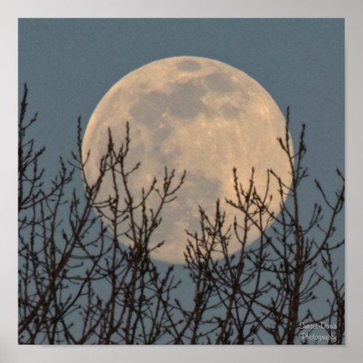 Mondaufstieg über den Bäumen Poster (Vorne)