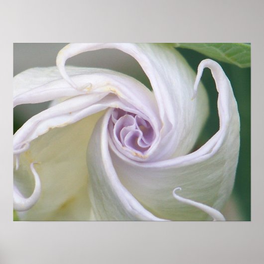 Mondblume Poster (Vorne)