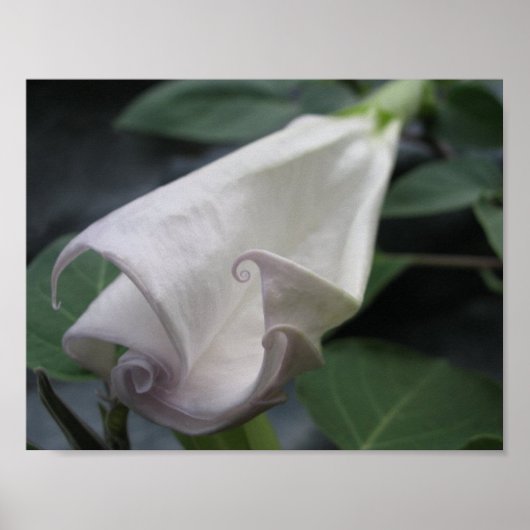 Mondblume Poster (Vorne)